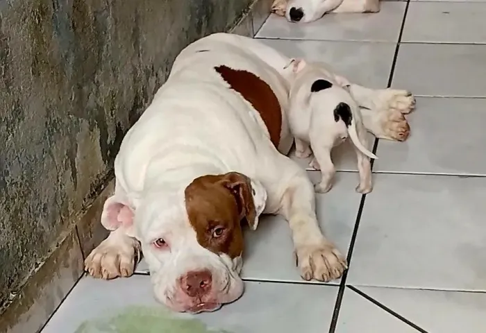 Filhote fêmea de Pit bull