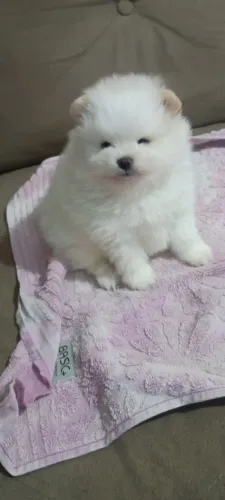 Vendo filhote de lulu da Pomerânia