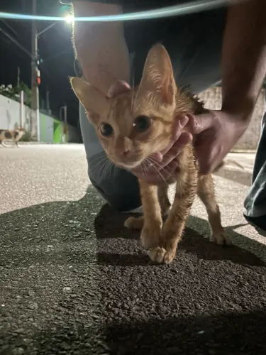 Gato filhote 