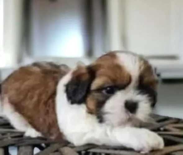 Lhasa Apso Filhotes Companheiros Fofíssimos.