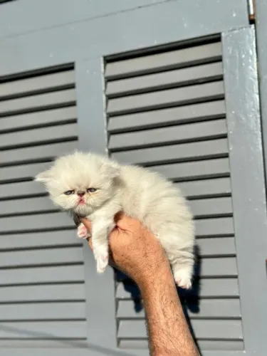 Gato Persa filhote de alta linhagem, pronto para venda