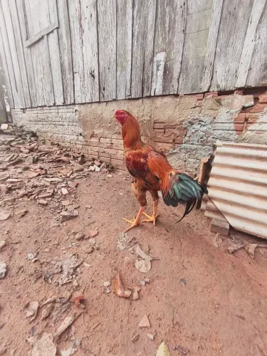 Frangos 