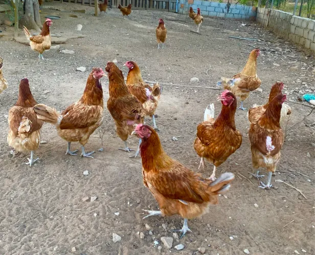 Galinhas poedeiras novogen