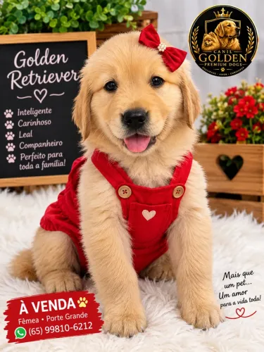 Golden fêmea