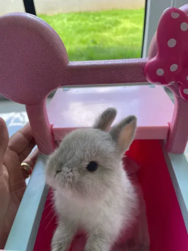 coelho anão Netherland Dwarf