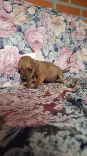 Pinscher zero 
