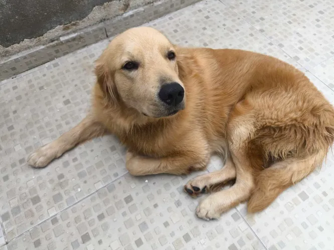 Doação - Golden Retriever