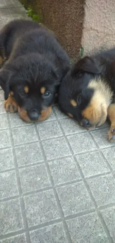 Rottweiler Seu novo parceiro de quatro patinhas está esperando
