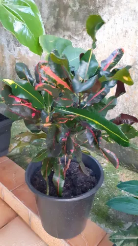Vendo duas plantas crotom