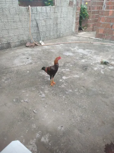 Vendo frango para criação