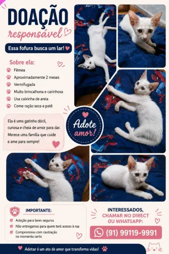 Gata fêmea
