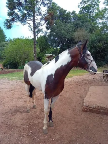 Cavalo crioulo 
