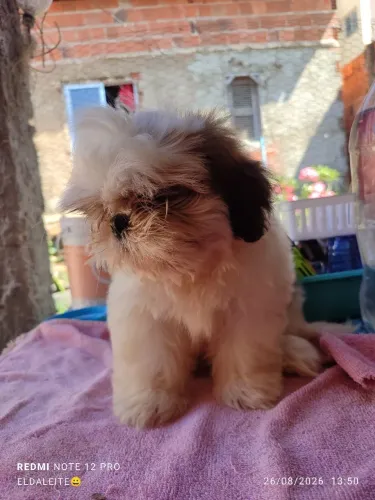 Cachorro