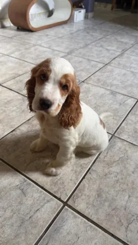 Cocker spaniel fêmea