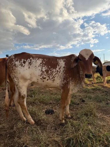 Vacas mojadinha 