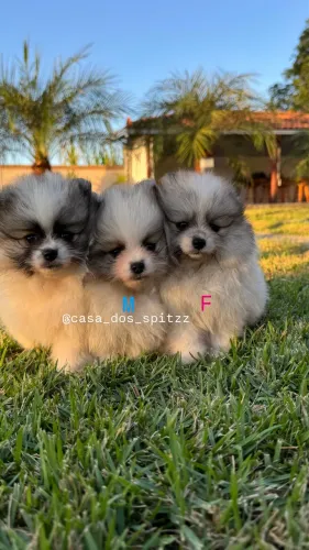 Lulu da pomerânia