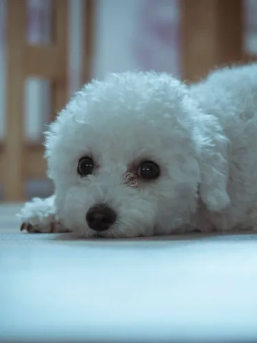 Poodle Fêmea 