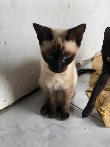 Doa-se gatinhos