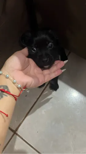 Doação de cachorro pequeno porte