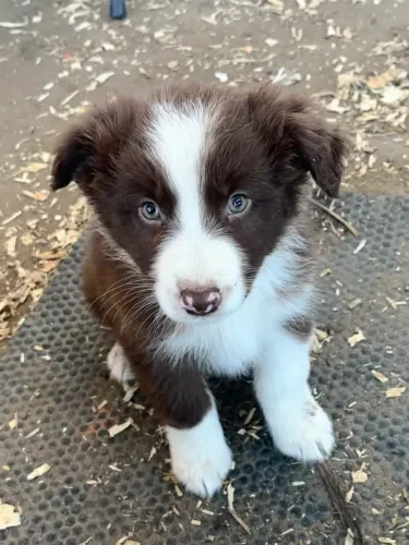 Filhote Border Collie Fêmea Muito Fofa pronta entrega