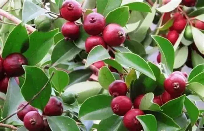 muda de araça vermelho