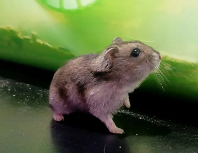 Hamster anão russo e sírio promoção 