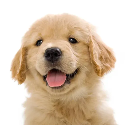Filhote de Golden Retriever Para Quem Busca Um Companheiro de Verdade