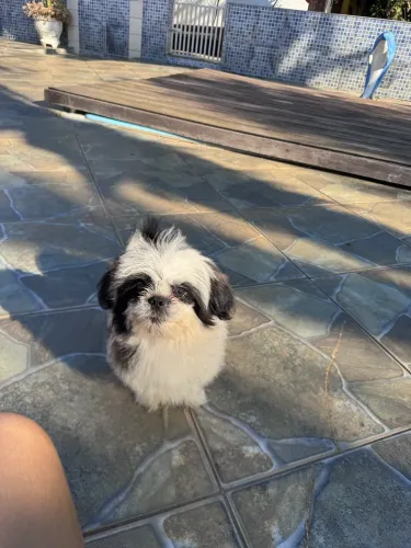 Filhote macho de Lhasa Apso