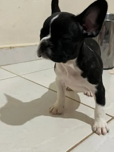 Buldogue Francês Filhote Com Um Jeitinho Fofo e Inesquecível