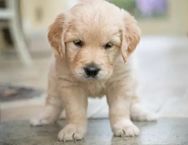 Golden Retriever Filhotes Alimentação Premium. 