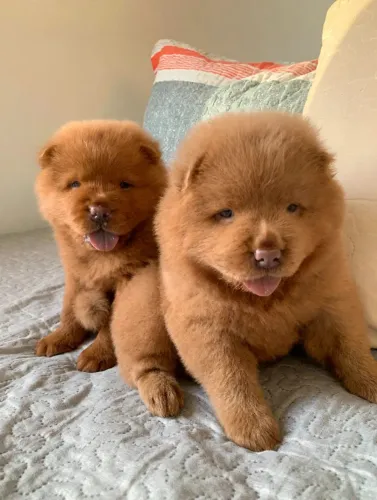 Filhote de Chow Chow
