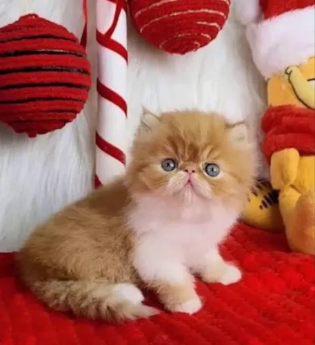 persa bicolor machinho