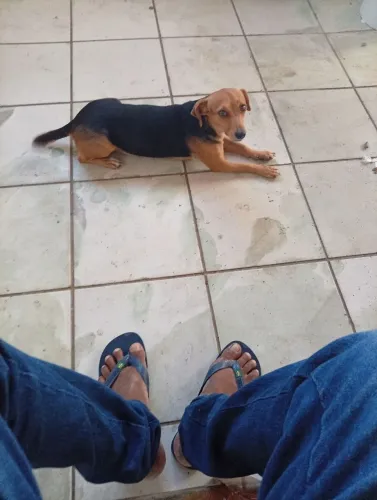 Cachorra