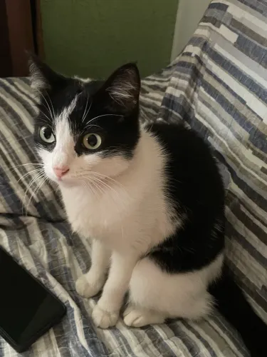 Gatinha pra adoção 