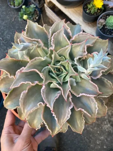 Plantas suculentas