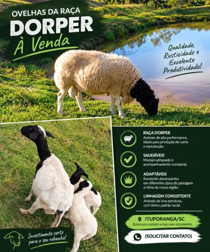 Ovelhas raça dorper