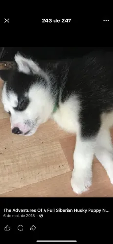 Filhotes de Husky Siberiano | Pura inocência.