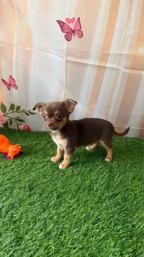 Chihuahua anão
