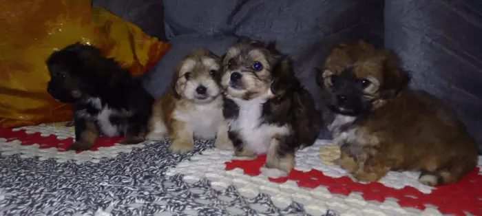 Lindas feminhas Lhasa c/york