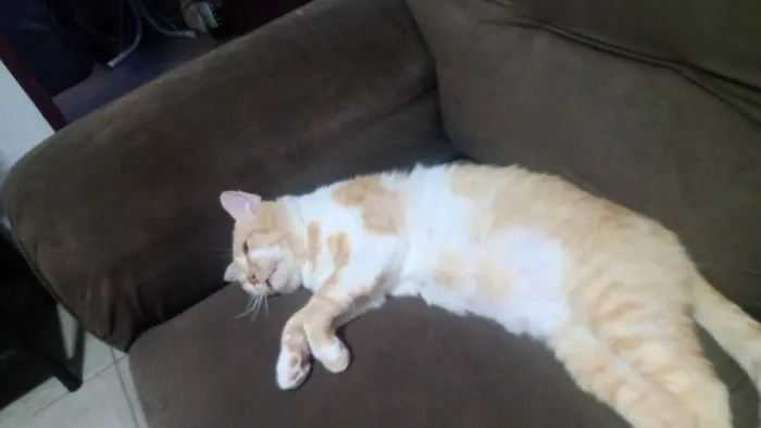 Gatinho adulto muito amoroso e manso brincalhão