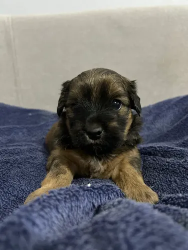 Filhotes de yorkshire Terrier micro
