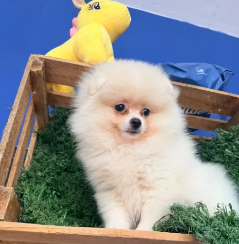 Lulu da pomerania lindos miudinhos,vacinados e vermifugados em dia com kit filhote, venha!