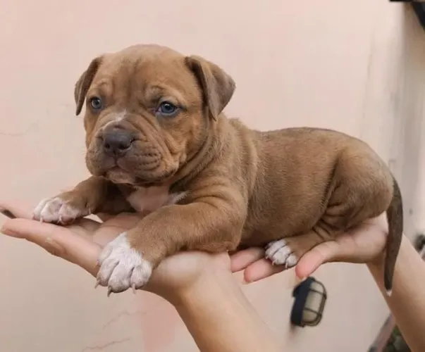 Pitmonster pedigree
