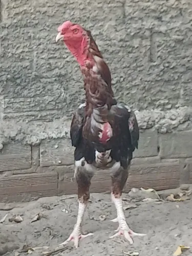 Vendem-se galinhas e galos.