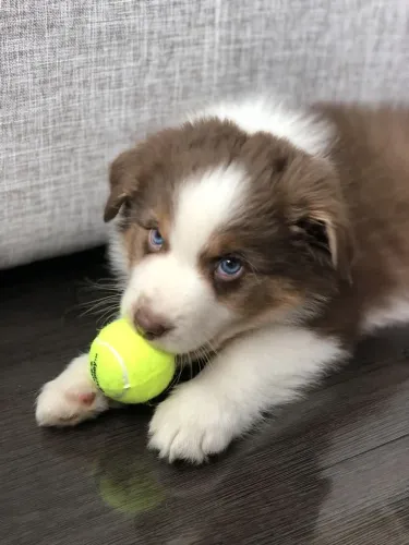 Border Collie - Um Filhote Cheio De Vida Esperando Um Lar