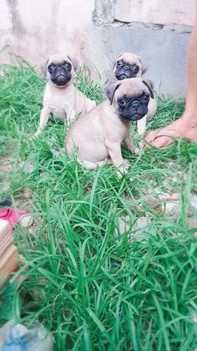 Pug filhote