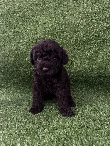 Poodle Toy Miniatura - Entregamos Também