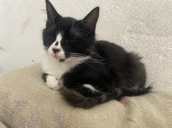 Adoção gatinha filhote