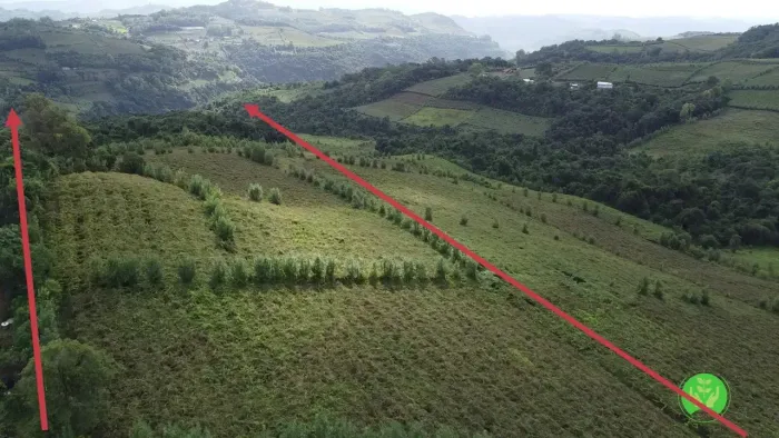 Área de terras 2,1 hectares com parreirais em  Monte Belo do Sul/RS.
