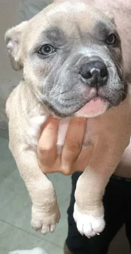 Vende-se American bully exótic
